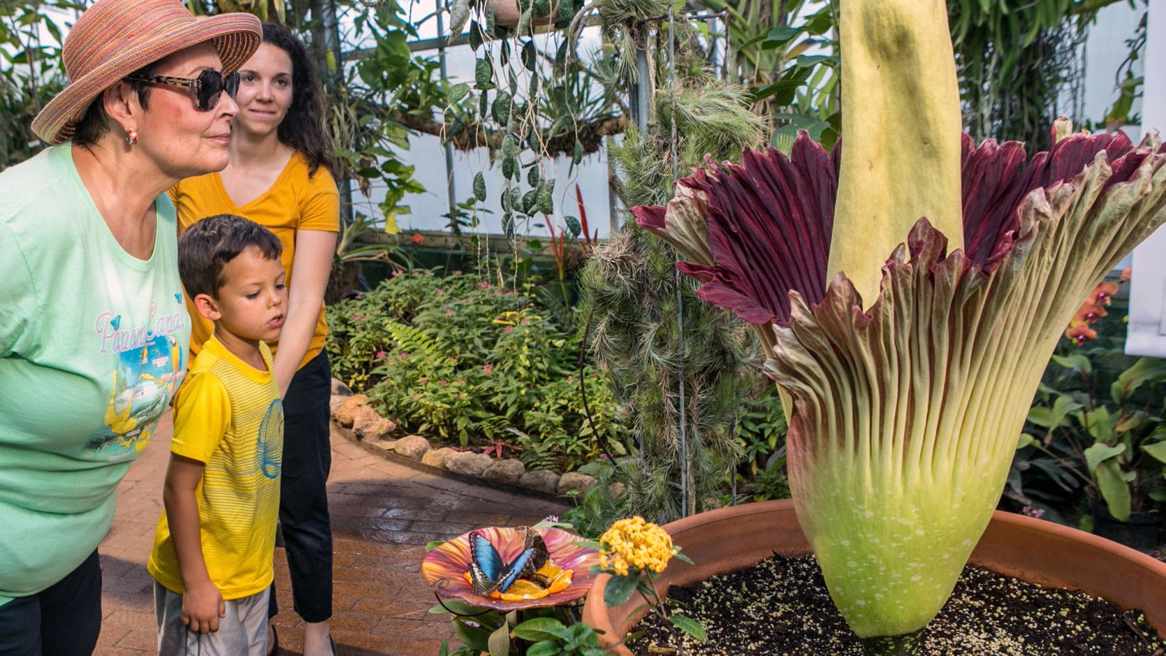 Tucson Botanical Gardens extends hours today  to visit Rosie the 'corpse flower'